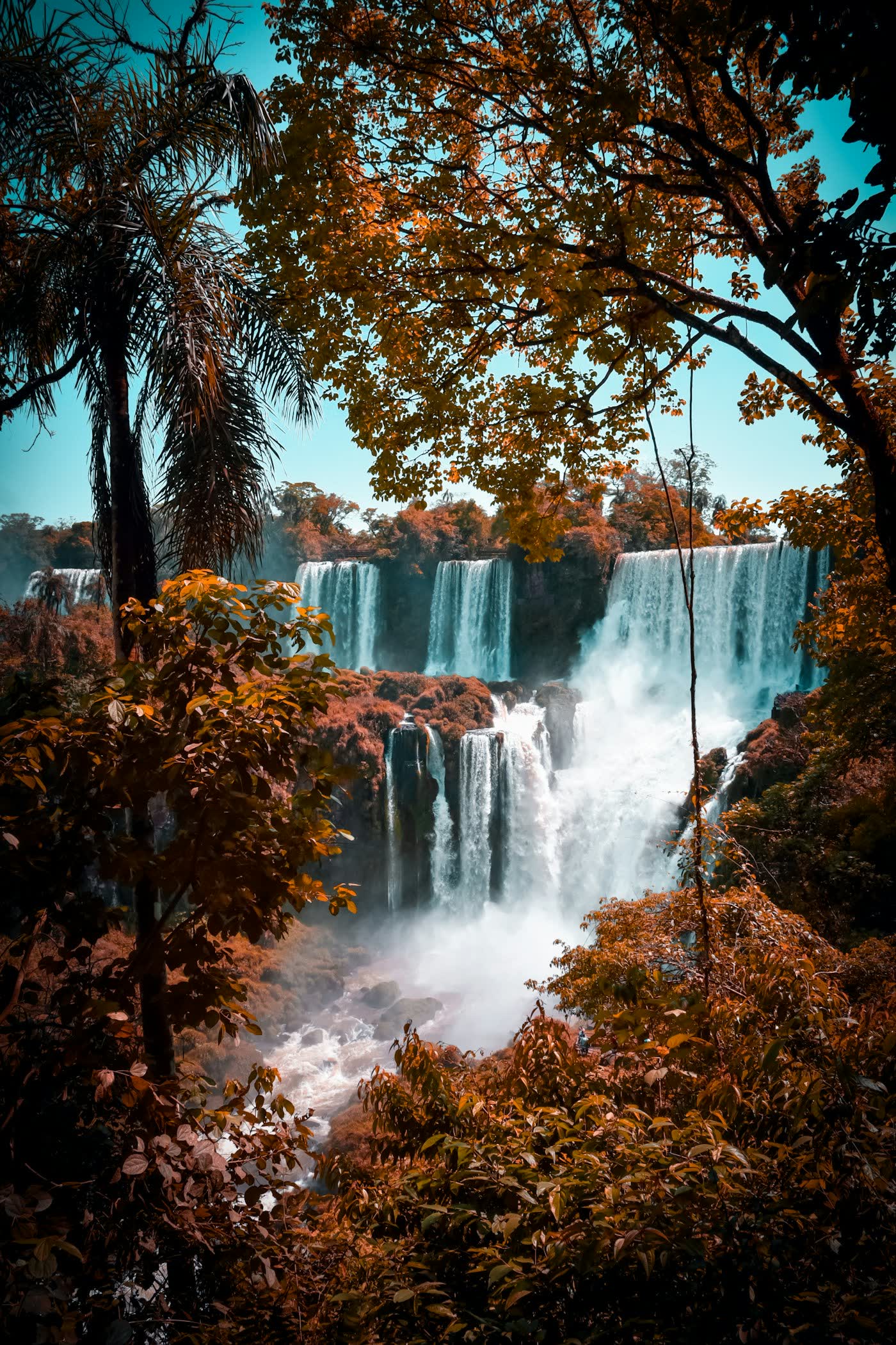 Iguazu Falls framed by forest